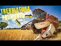 TREBBIATURA FRUMENTO | Mietitrebbia Fiatagri Laverda 3550 | Filips Country