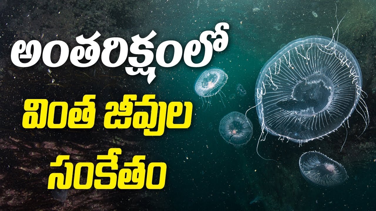 something special traduction అంతరిక్షం లో వింత జీవుల సంకేతం | Something Special
