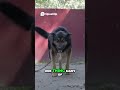 The Heartbreaking Truth About Abandoned Street Dogs