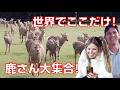 【本当の海外の反応】鹿さん大集合に外国人が感激!奈良の鹿さんと南大門、金剛力士像と東大寺の大仏がすごかった!スマホで1番良い旅行写真と動画が撮れた瞬間