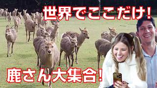 【本当の海外の反応】鹿さん大集合に外国人が感激！奈良の鹿さんと南大門、金剛力士像と東大寺の大仏がすごかった！スマホで1番良い旅行写真と動画が撮れた瞬間