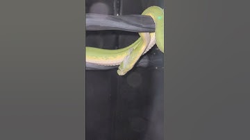 Wanda the #green #tree #python starting to #shed her #skin . #cute #pets #shorts #animals #snake