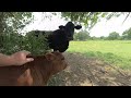 Petting newborn calves filmed in vr180