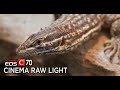 Canon C70 RAW Sample Footage 4K