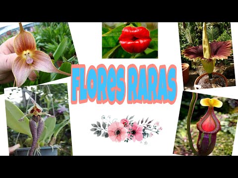 Vídeo: Flores Raras De Flores Silvestres Na Austrália Ocidental