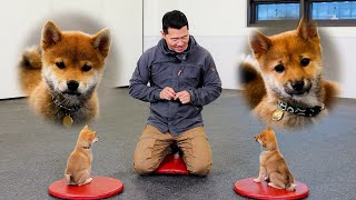 Training two Shiba Inu dogs with twice the cuteness [Puppy Training]