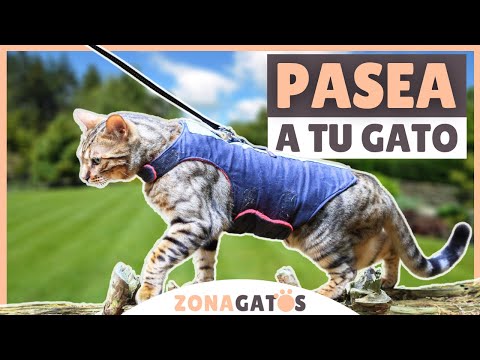 ¿Cuándo y cómo PASEAR A UN GATO?