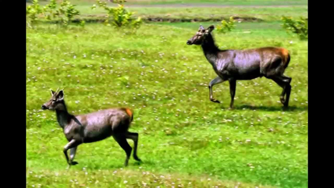 Photography Institute in Kerala - Wildlife Photography by Kavisan