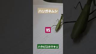 放送事故 ハリガネムシ グロイ