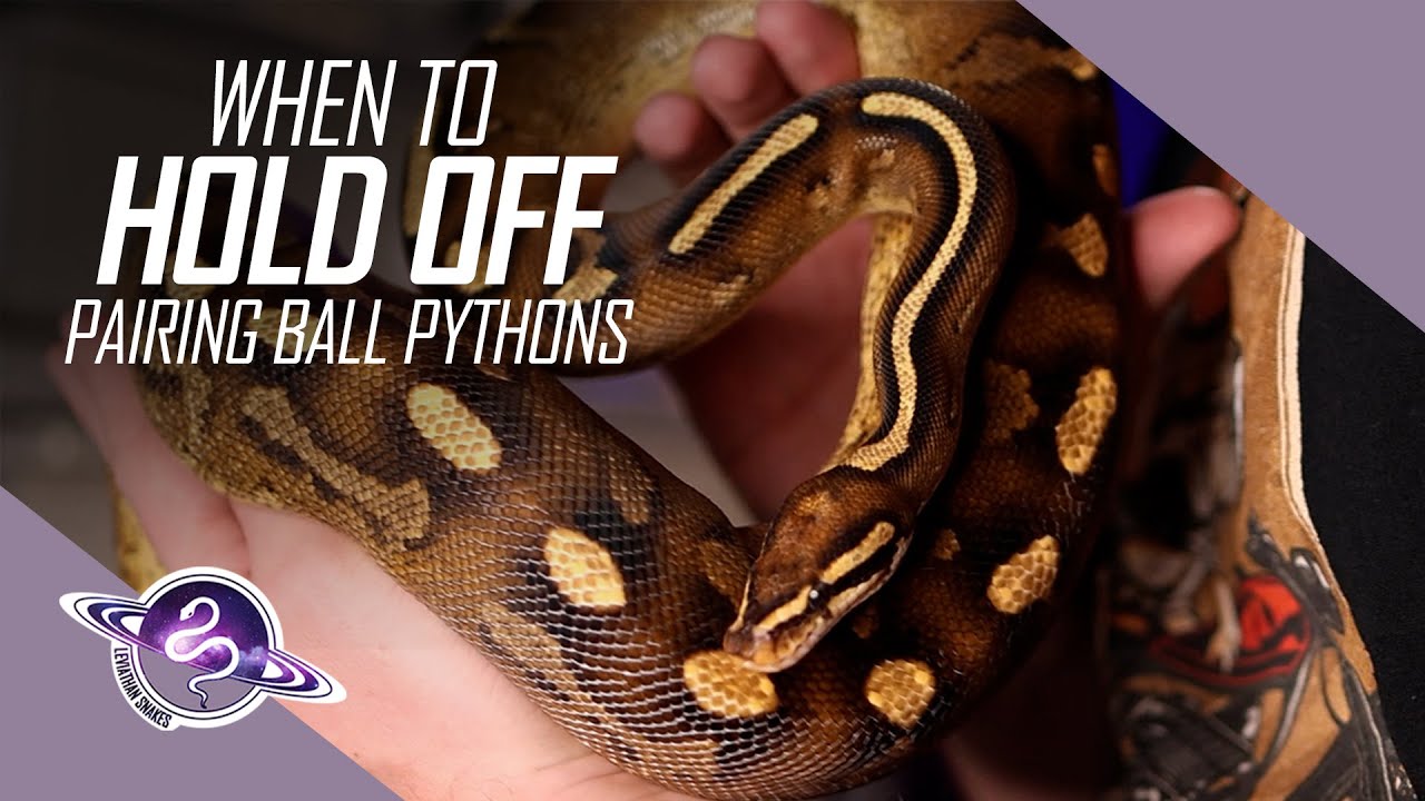 When NOT to Pair | Ball Python Breeding Tips - YouTube
