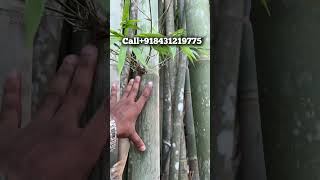 The Most Profitable Bamboo for Your Boundary! (Betua Bans)