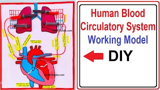 human blood circulatory system working model (heart & lungs) | science exhibition | craftpiller