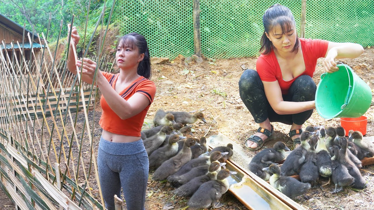 160 Day: Phuong Raising Geese, Vegetable Garden, Cooking,...Farm Life | Video Timelapse