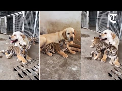 Video: Pet Scoop: Psi zachráněni z údajného bojového ringu, Národní zoo je Tiger Cubs Získejte první zkoušku