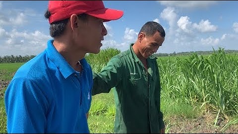 Giao Ốc Bươu Đen Giống Cho Khách Hàng Ở Tiểu Cần-Trà Vinh | Liệt Vlog