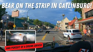 Bear On The Strip In Gatlinburg & Pursuit Of A Drunk Driver