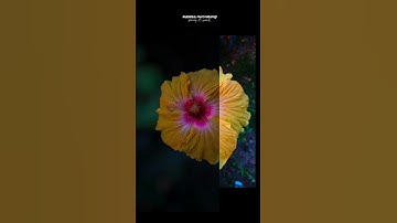 Lightroom Flower Editing, How To Blur Background ✨✨How To Edit In Snapseed Hibiscus🌺 Flower #shorts