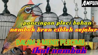 melatih pleci bahan nembak bren || masteran pleci nembak bren ciblek sejalur