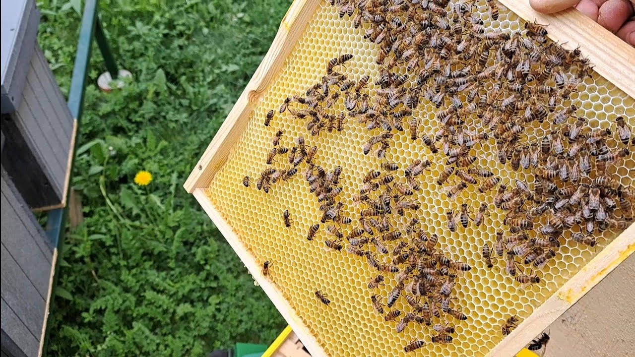 Metodă simplă pentru creșterea foițelor de ceară. 🐝🐝🐝🐝