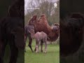 Bactrian camel born at UK Zoo