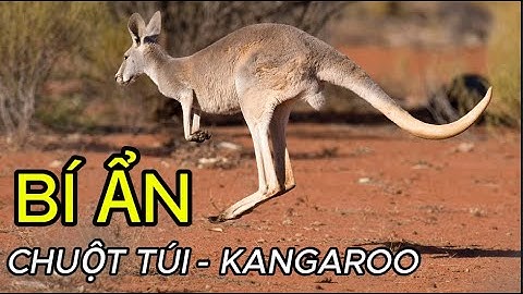 CHUỘT TÚI KANGAROO – Biểu Tượng Tự Do Nước Úc #matmathiennhien #tgdv  #kangaroo #animals #chuottui