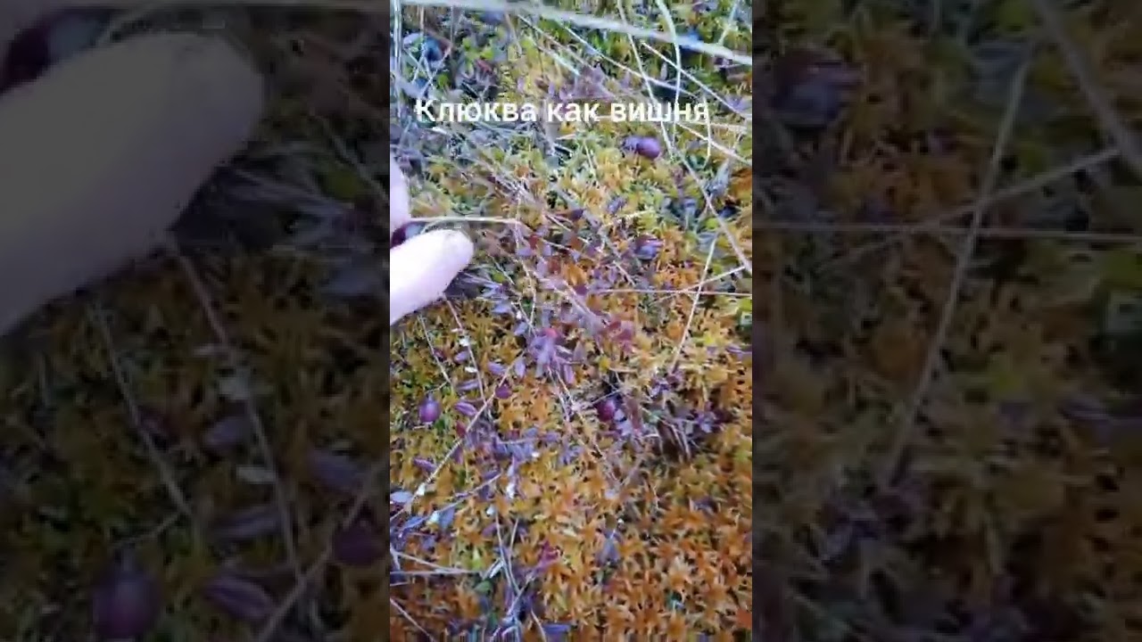 ЯГОДА КЛЮКВА РАЗМЕРОМ С ВИШНЮ! БОЛОТО УСЕЯНО КЛЮКВОЙ, ЯГОДЫ НА КАЖДОМ САНТИМЕТРЕ! СКАЗОЧНАЯ КАРЕЛИЯ