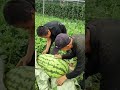 أكبر بطيخ ستراه في حياتك يزرع في الصين Shortsvideo 