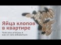 Чем опасны яйца клопов в квартире