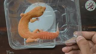 15. Measuring the weight of various types of Leopard Gecko (Press full view screen)