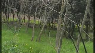 Ferdi Tayfur,Sevda Yelleri Resimi