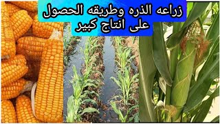 زراعه الذره فى الارض من الالف للياء واهم المعاملات