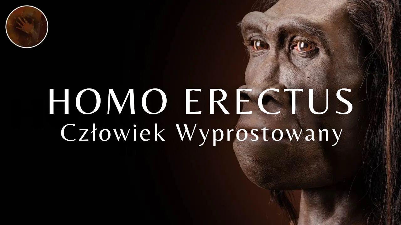 🦍O legendarnym Homo Erectus.