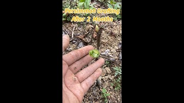 Persimmon Grafting