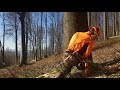 Difficult beech tree felling||MS 500i