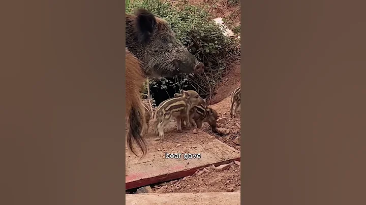 The Wild Boar Came Back to Visit Him—with Her Babies!#wildboar #shorts #animals #love