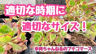 【多肉植物】植物の適切な時期に❣️適切なサイズにする☝️2024.05.04