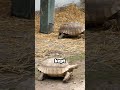 Gramma the 188 year old tortoise queen #tremendousfacts #interestingfacts
