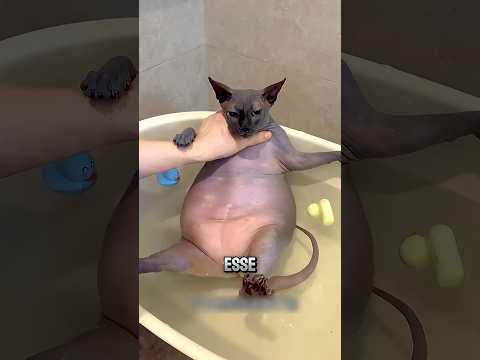 O Gato que SUJAVA a Parede! 😱 #curiosidades #incrível #gatos #animais