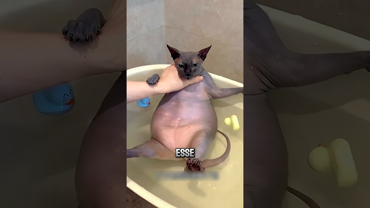 O Gato que SUJAVA a Parede! 😱 #curiosidades #incrível #gatos #animais