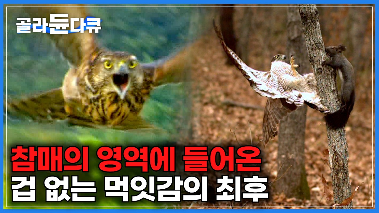 들어온 순간 끝. 겁 없이 참매의 영역으로 들어온 사냥감의 최후|날카로운 발톱으로 단숨에 제압해 숨통을 끊어버리는 하늘의 지배자 ...