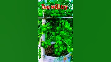 🌿How grow Lemon great idea to propagate Lemon tree by air layering using aCarrot🥕#shorts #viralvideo