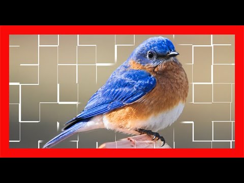 Eastern Bluebird Song! Eastern Bluebird Call! Bluebird! - Azulejo Gorgicanelo Canto - Sialia Sialis