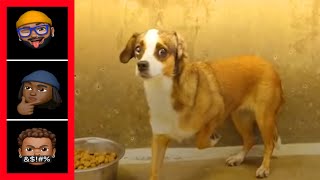 "Scared Dog Never Wagged Her Tail Until She Met Her Foster Dad..." | S.R.E REACTION |