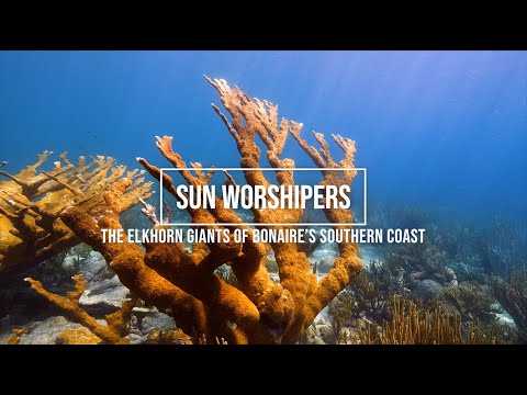 Sun Worshipers - The Elkhorn Giants of Bonaire&rsquo;s Southern Coast Ep. 9