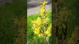 Квітневий Тернопіль 2026