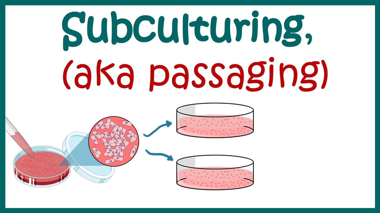 Sub-culturing cells || Cell culture basics - YouTube