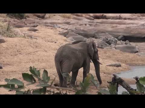 Elephant disturbs a crocodile, Elefant stört ein Krokodil