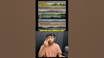 How Far Animals Can See? 🐒