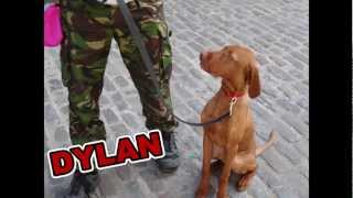 Dylan  5 month old Hungarian Vizsla  30 Day Dog Boot Camp with Adolescent Dogs UK