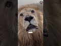 शेर के सामने भूलकर भी न करें ये गलती! 🦁😱 | Sher Se Kaise Bache? | SD Facts #shorts#AmazingFacts